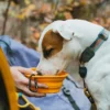 TNF™ Collapsible Pet Bowl