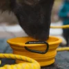 TNF™ Collapsible Pet Bowl